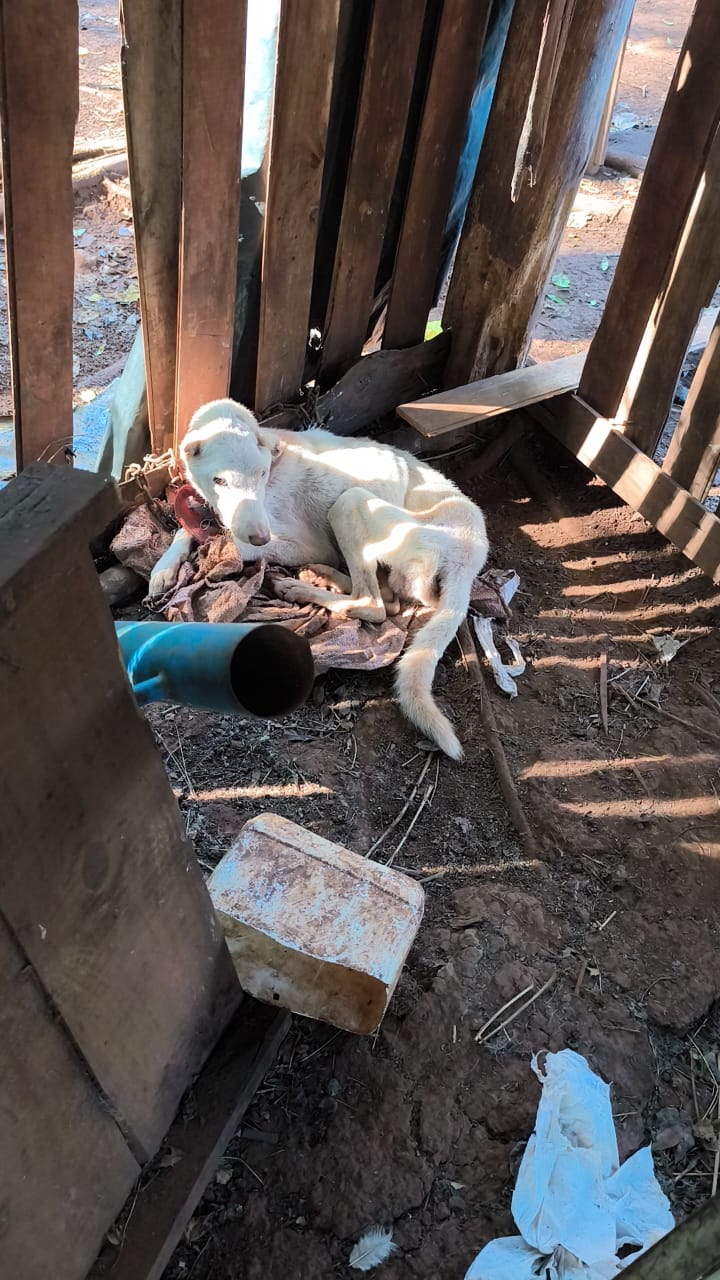 Rescataron tres perros en estado de abandono en Santo Pipó tras la denuncia de una proteccionista 4
